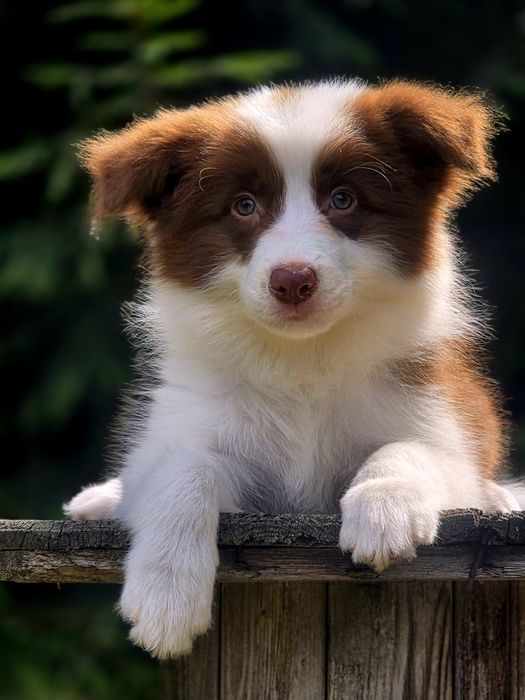 Czekoladowa piękność Border Collie – Kauri Whisper