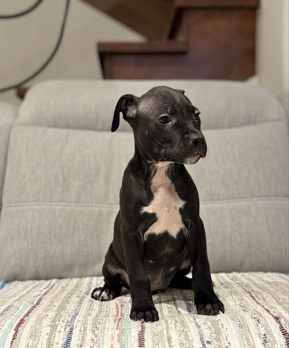 Amstaff suczka czarna