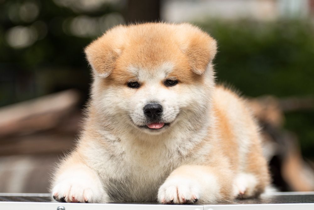 Акіта , akita inu , японська акіта з міжнародної годівлі