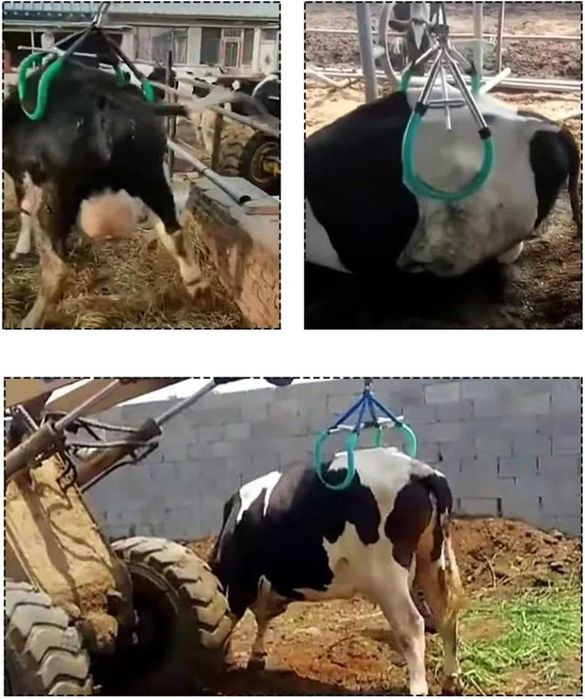 Przyrząd do podnoszenia krów podnośnik 800 kg