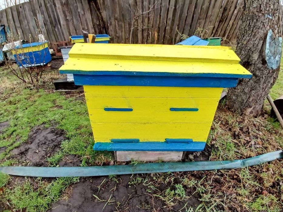 Лежак український 20 рамок