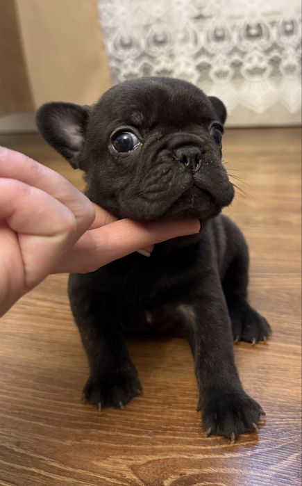 Piesek buldog francuski marengo