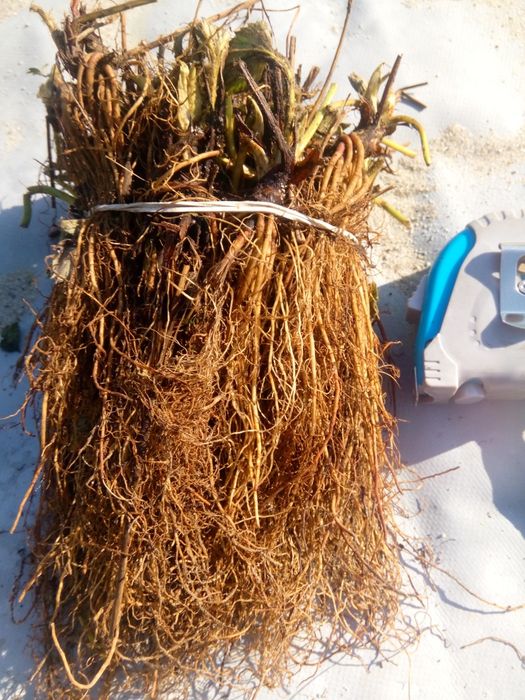 Szkółka sadzonki truskawek