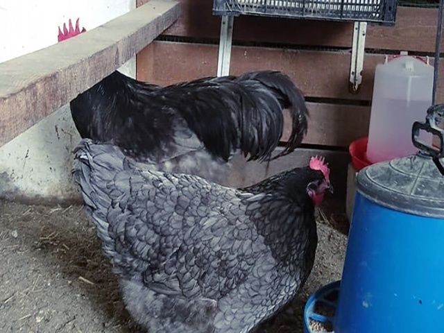 Яйце на інкубацію породистих курей.Джерсійський гігант Голубий,білий.