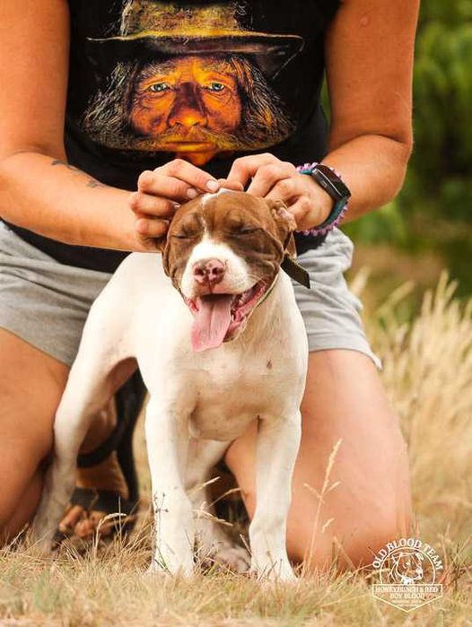 APBT Pit Bull   - White Devil - jedyne w europie