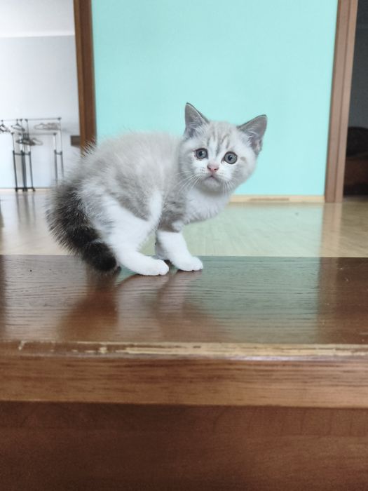 Кукольный шотландский мальчуган! Одесса!!!