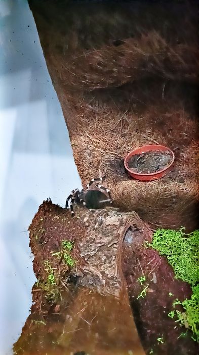 Duże terrarium z ptasznikiem biało kolanowym