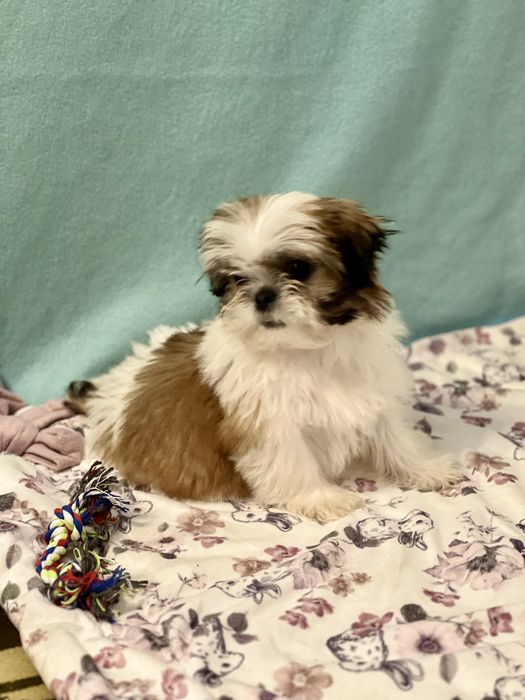 Śliczna miniaturka Shih Tzu- SUCZKA GOTOWA DO ZMIANY DOMKU
