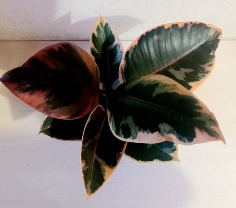 Фикус каучуконосный Белиз.