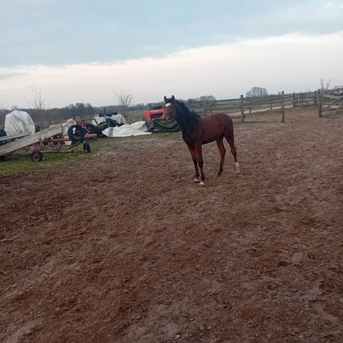 ładna żrebica po po og ,holsztyńskim