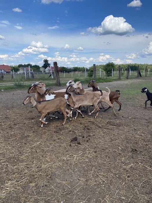 Kózki anglonubijskie 100%