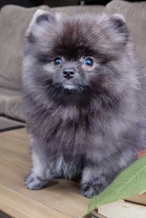 Померанксий мишка.