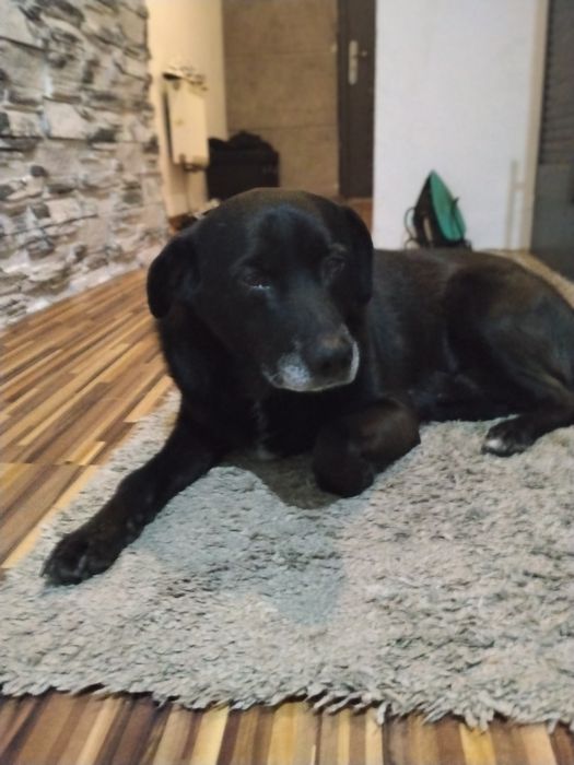 Pies do adopcji (6 lat)
