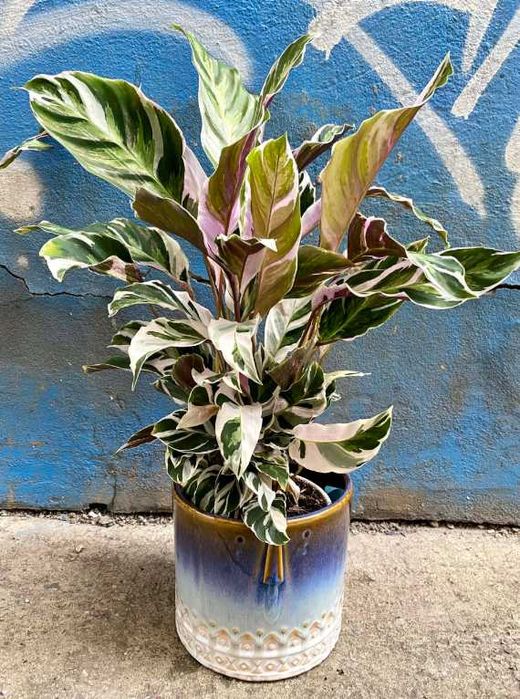 60% TANIEJ * OSŁONKA ceramiczna 15 x 14cm * twarz aztec głowa doniczka