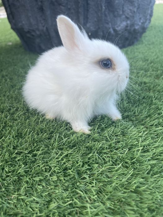 Coelhos anoes angora