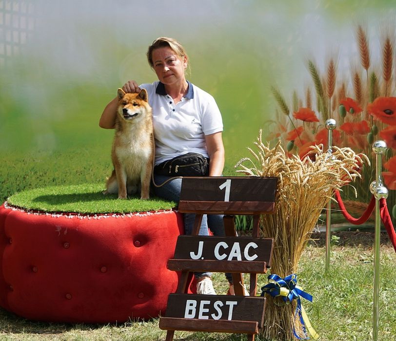 Шиба Ину,Сіба Іну(Shiba·inu) 21месяц
