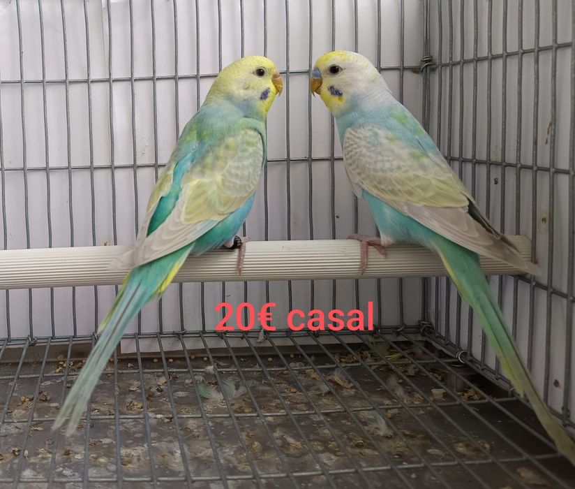 Periquitos arco-íris