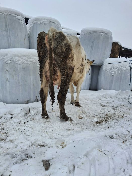 Krowa wysokocielna hf