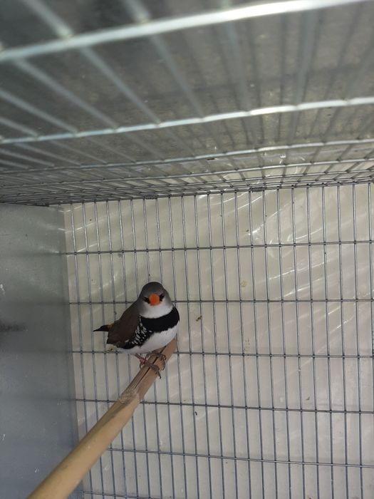 Para ceder lote de aves