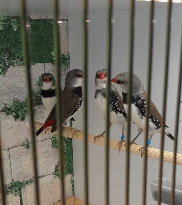 Amadyny Diamentowe; Amadyna Diamentowa