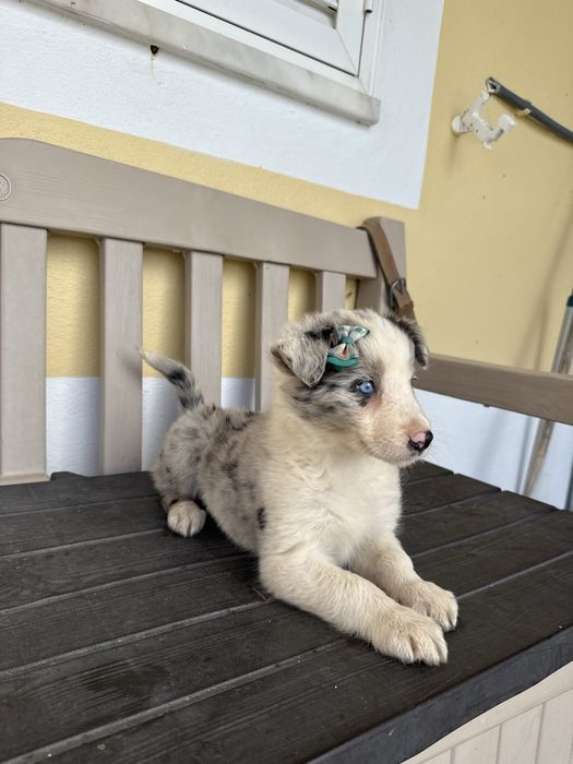 Border Collie Femea Merle linda com olhos azuis