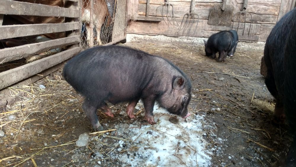 В'єтнамські поросята вислобрюхі чорні свині