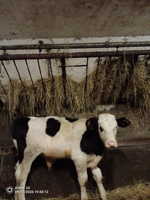 Witam mam do sprzedania byczka
