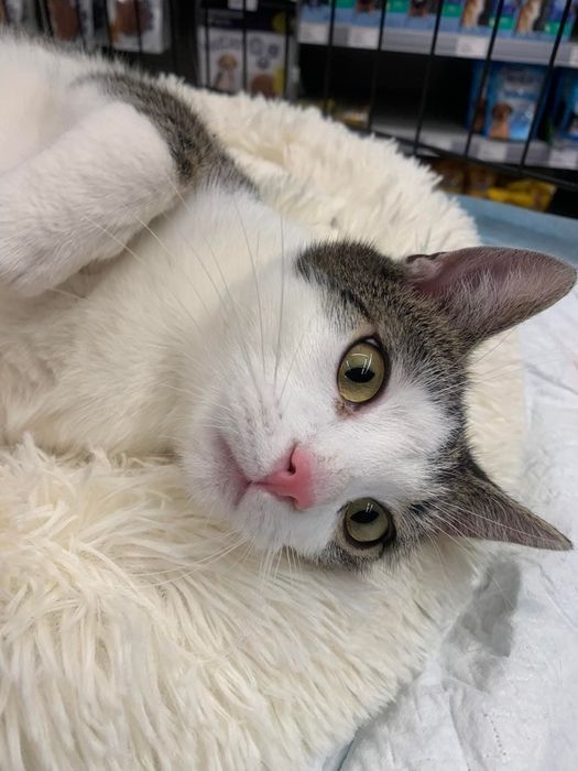 Młody, przyjazny kocurek do adopcji