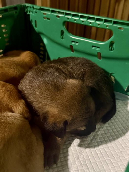 Cãezinhos bebés para adoção responsável
