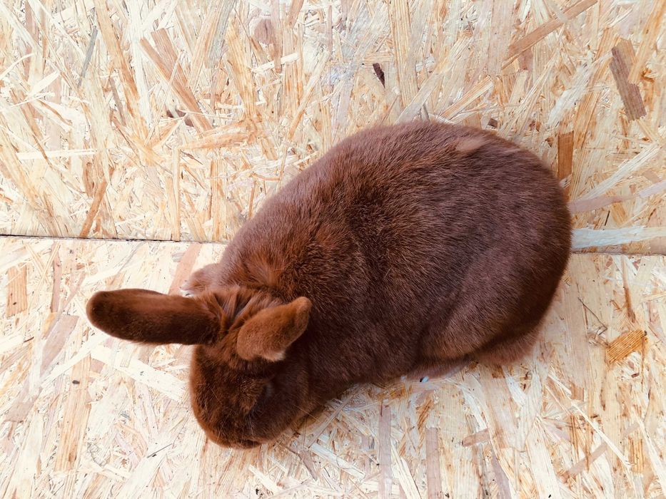 Samica Nowozelandzka Czerwona Zakocona