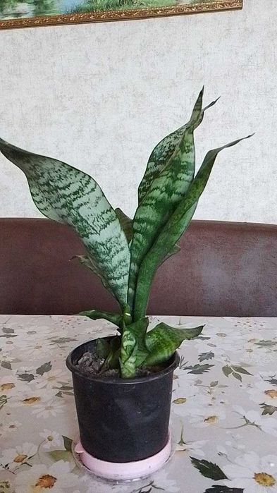 Продам сансевієрії