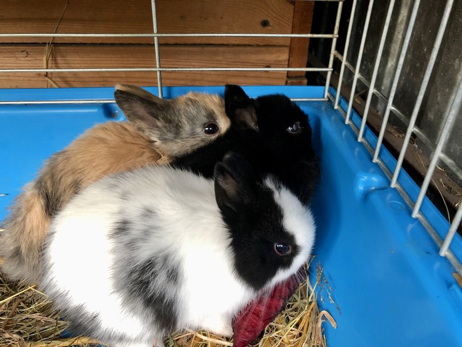 Królik, króliki minaturki