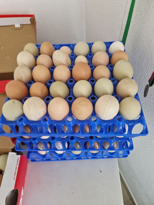 Ovos caseiros de galinhas e patas