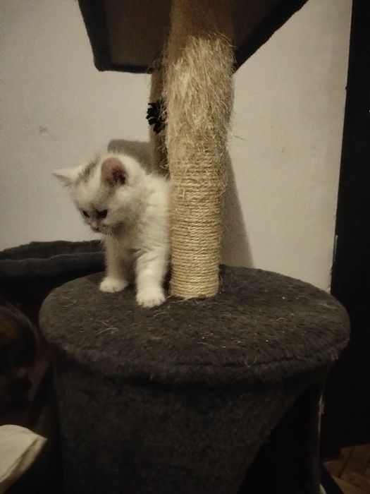 Ангорові кошенята дівчатка