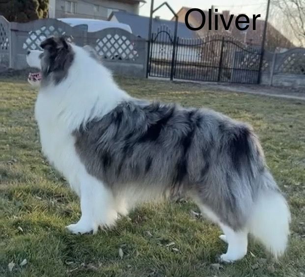FCI Border Collie