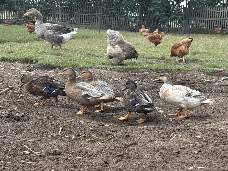 Kaczki call duck miniaturowe