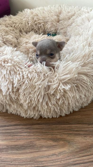 Chihuahua niebieski chłopczyk xxs