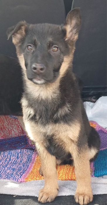 Німецька Вівчарка цуценя