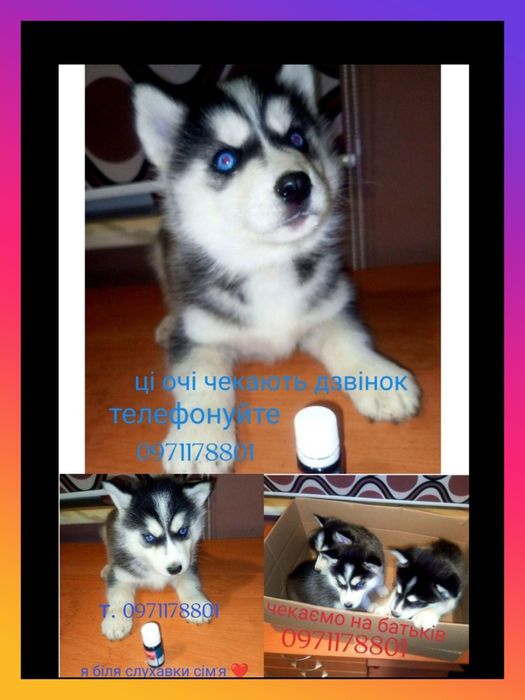 Сибірські хаскі шукають свою родину!