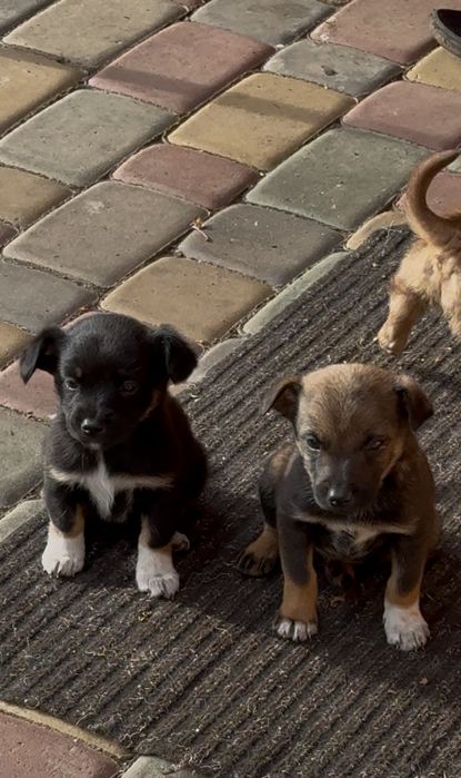 Собачки в добрі руки