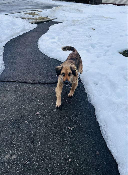 Собака 1 рік, охороняє, тримається територіі