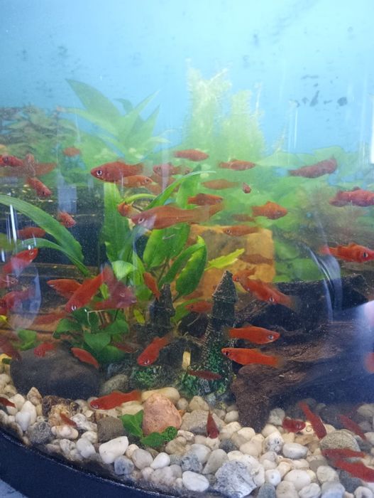 Mieczyki z własnej hodowli.