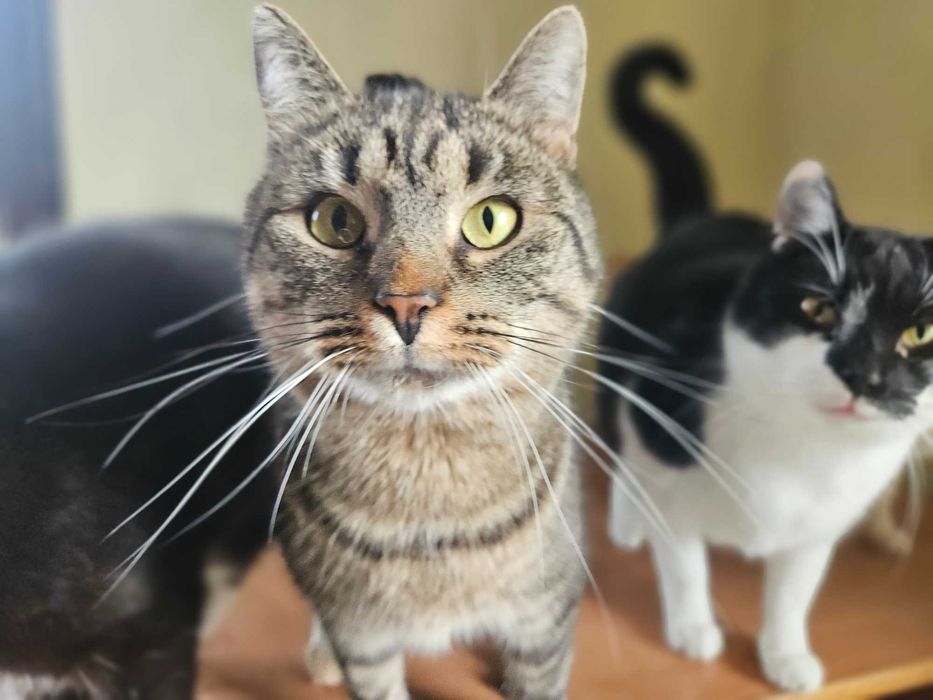 Kociborek,nakolankowy,przytulasek, półtoraroczny