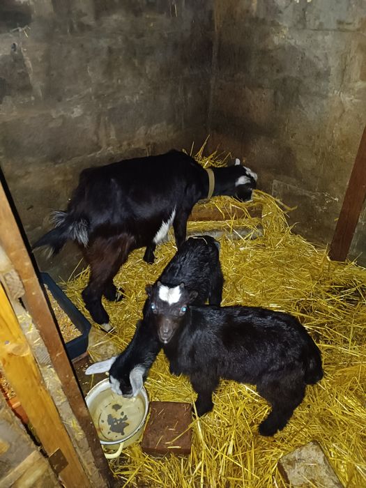 Продам Молодых Коз, а также Козлят