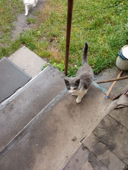 Котята сельской кошки