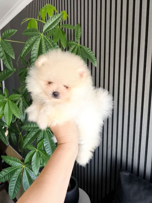 Spitz Mini.  Lulu da Pomerânia . Laranja. Linhagem Russa