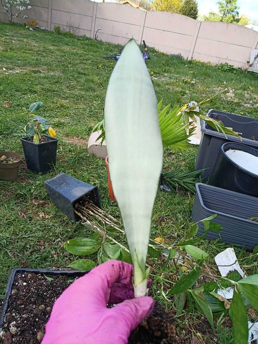 sansevieria moonshie