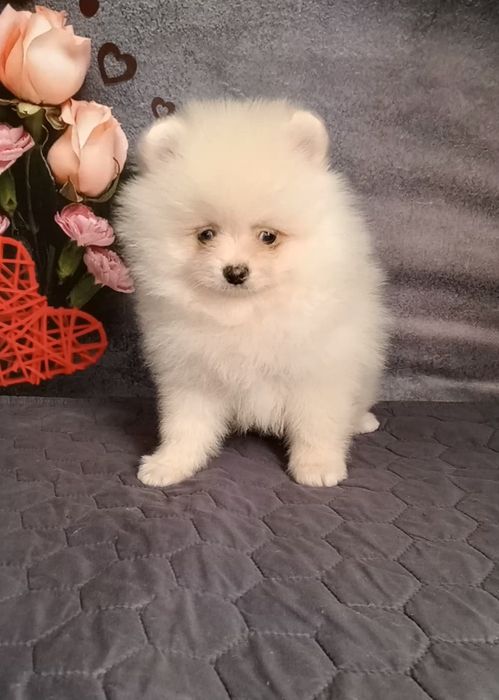 Малючок шпіц біленький