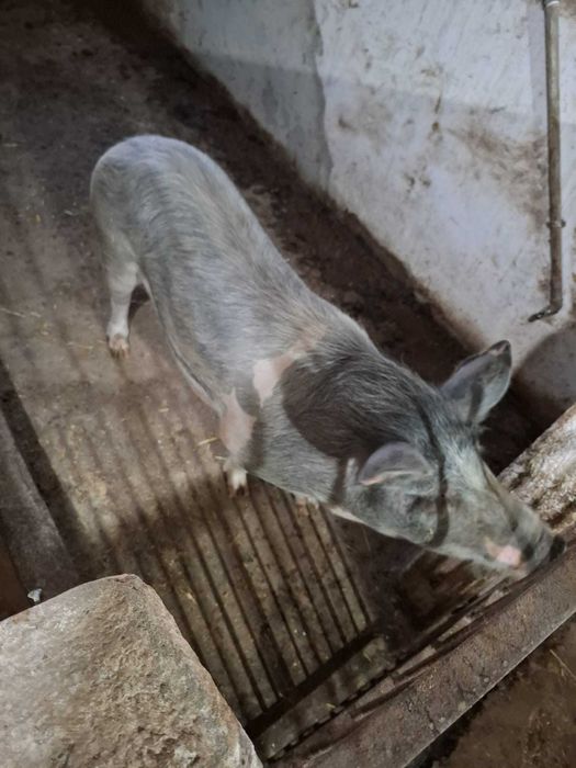 Porcas para criação ou abate