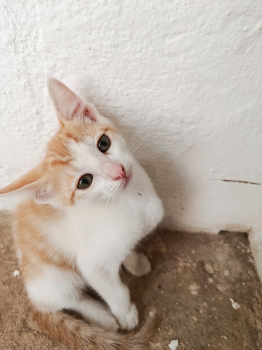 Gatinha bebé para adoção
